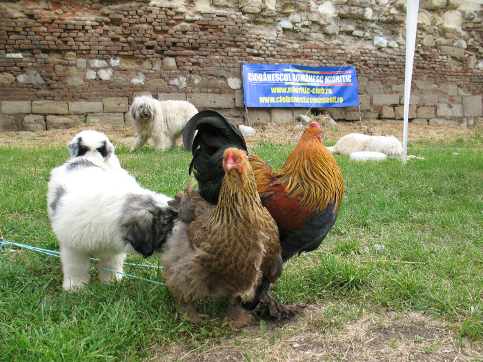 Femela 8 sapt si 3 zile