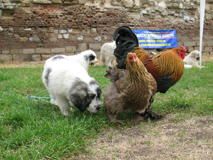 Femela 8 sapt si 3 zile