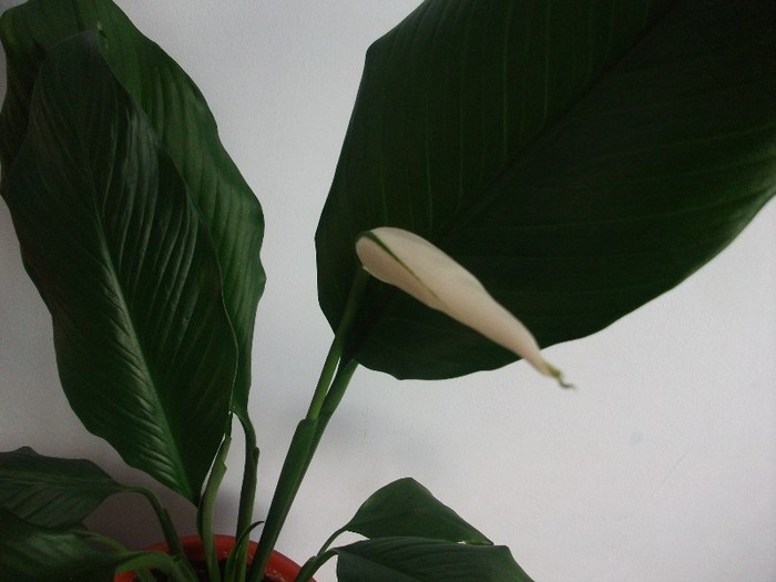 imaginile mele 423 - spathiphyllum sau crinul pacii