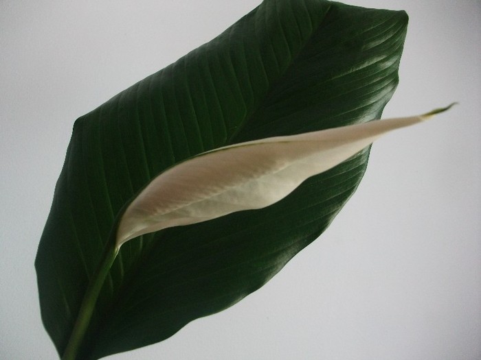 imaginile mele 424 - spathiphyllum sau crinul pacii