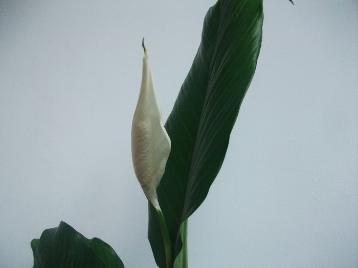 imaginile mele 425 - spathiphyllum sau crinul pacii