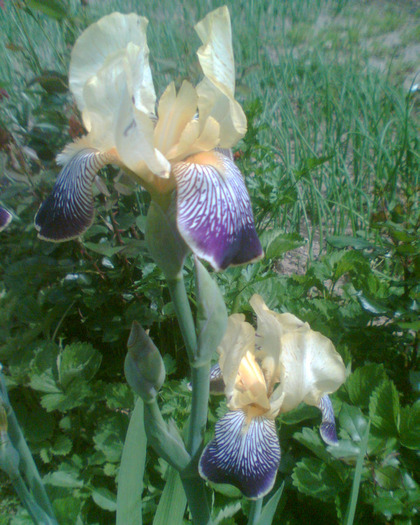 Picture 126 - Irisi