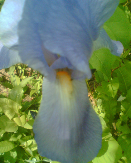 Picture 129 - Irisi