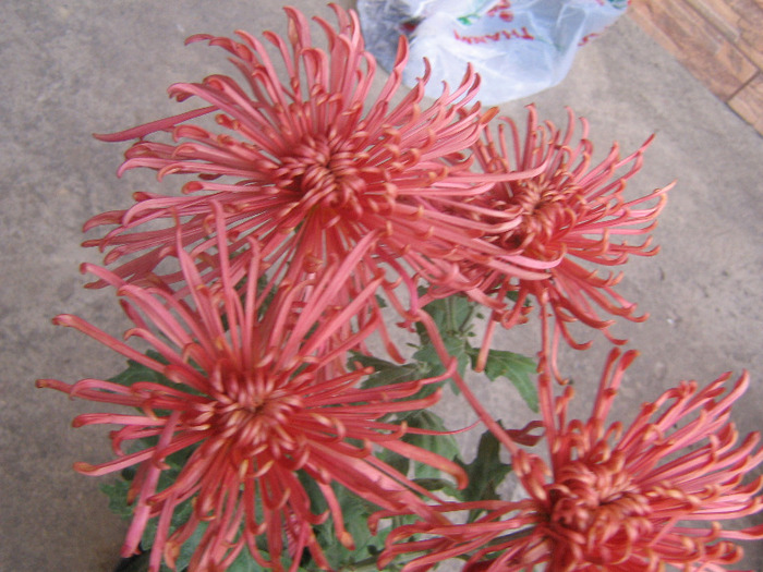 Zuki; chrysanthemum zuki
