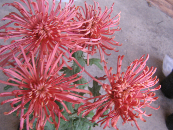 chrysanthemum zuki - CRIZANTEME TUFANELE 2010