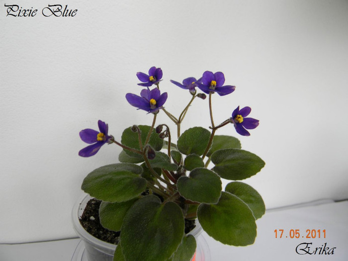 Pixie Blue 17-05-2011 - Violete de colectie 2010-2011