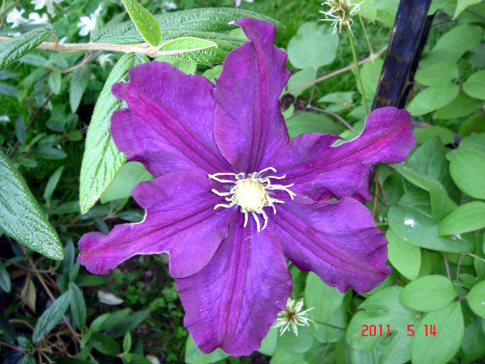 DSC00110 - CLEMATITE