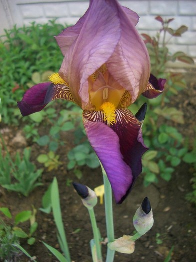 CIMG3532 - gradina 2011