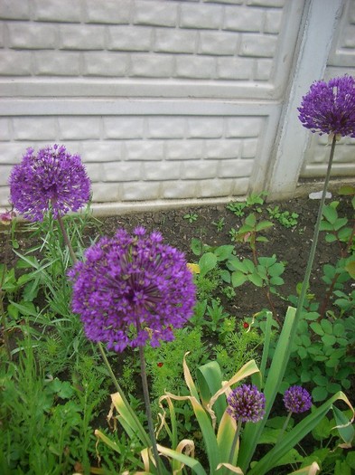 CIMG3536 - gradina 2011