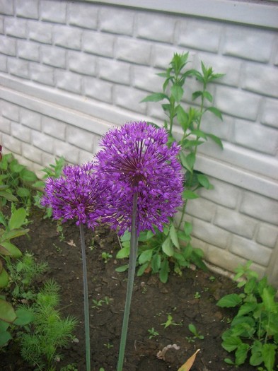 CIMG3538 - gradina 2011