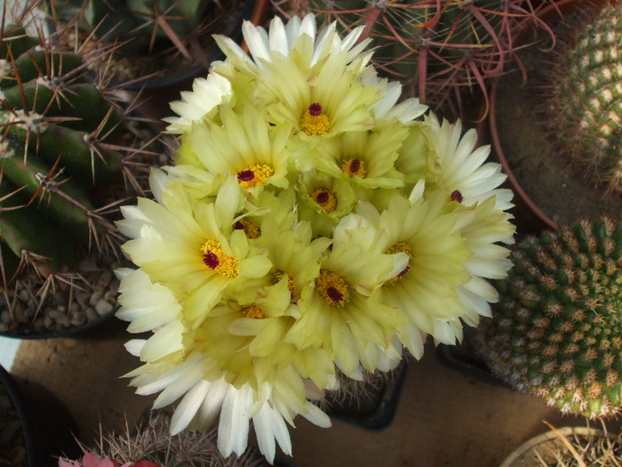 Notocactus