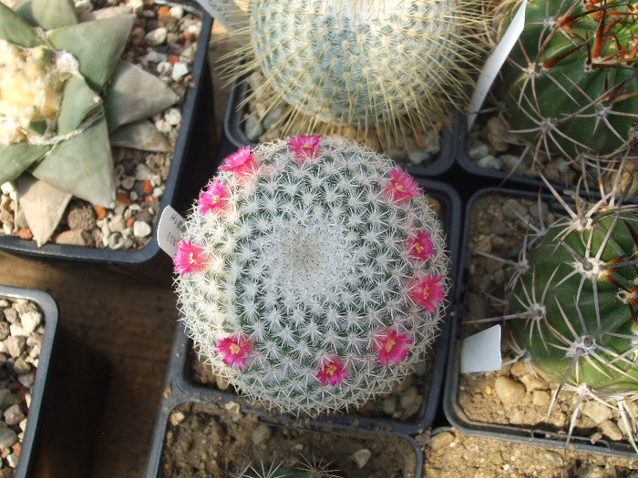 Mammillaria noureddiniana - P 347, zw. Oaxaca und Puerto Escondido