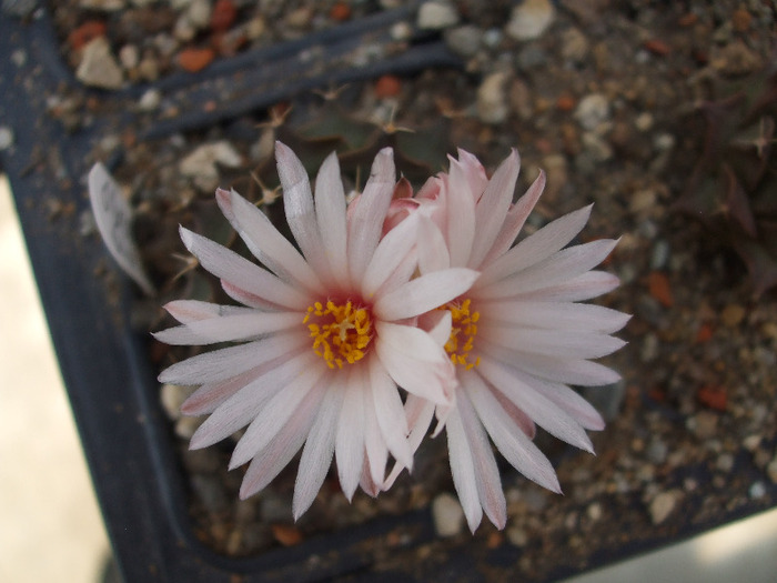 Obregonia denegrii