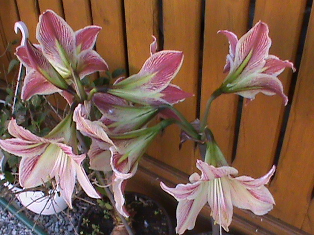 DSC02883 - Flori