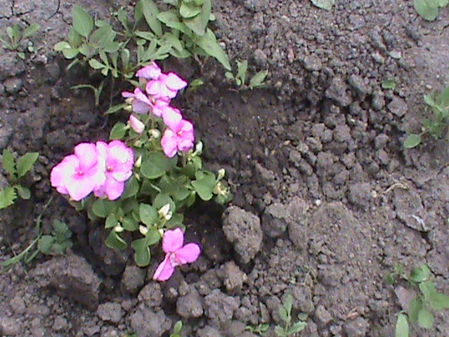 DSC02885; Lisa harnica/domnisoare
