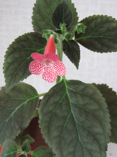 Kohleria Sunshine 17 mai 2011