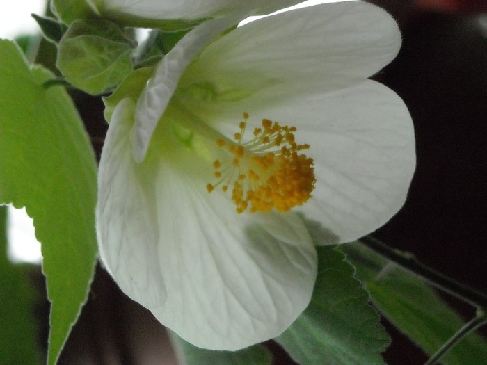 DSCN8186 - Abutilon