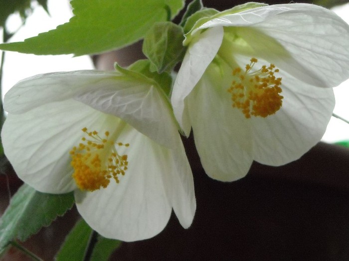 DSCN8184 - Abutilon