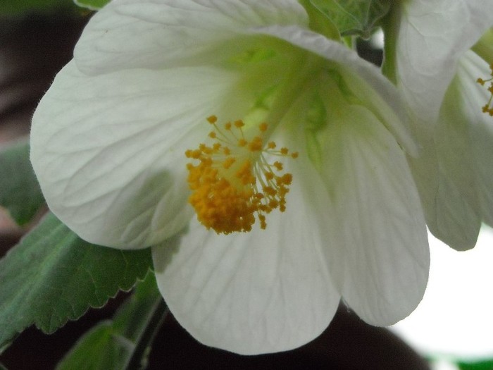 DSCN8185 - Abutilon