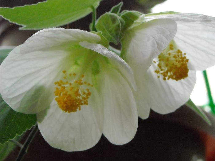 DSCN8182 - Abutilon