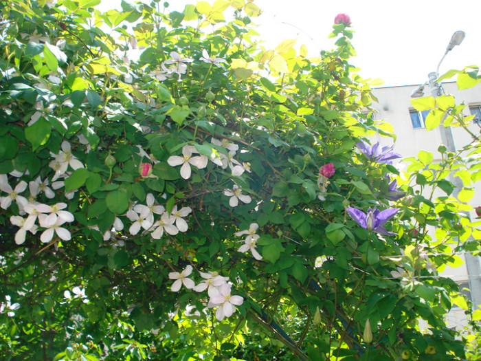 DSC05161 - Clematis 2011