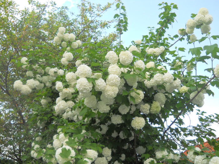 DSCN1163