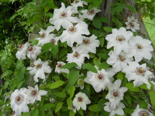 021 - clematis