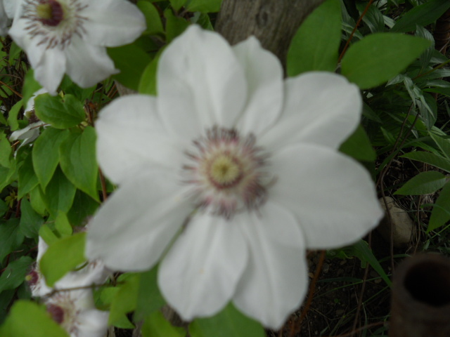 023 - clematis