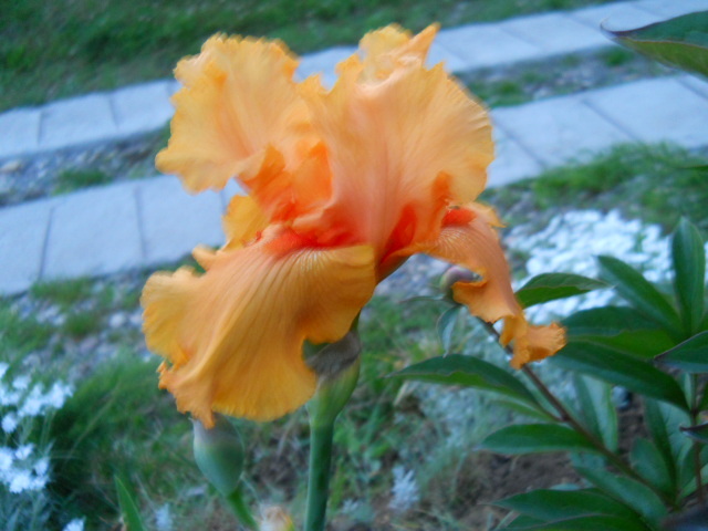 052 - irisi 2011