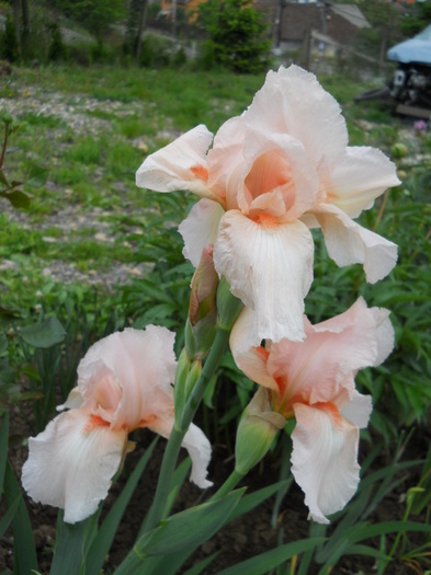 013 - irisi 2011