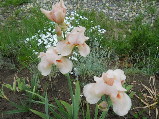 014 - irisi 2011