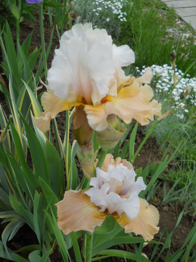 015 - irisi 2011