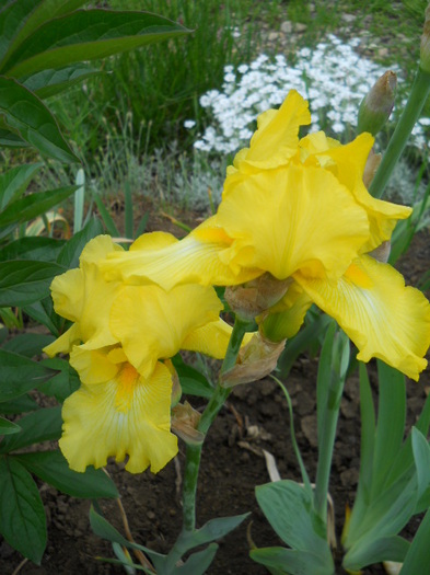 016 - irisi 2011