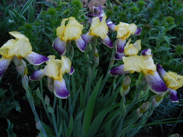 027 - irisi 2011