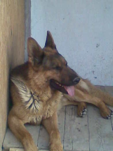 HASSAN I