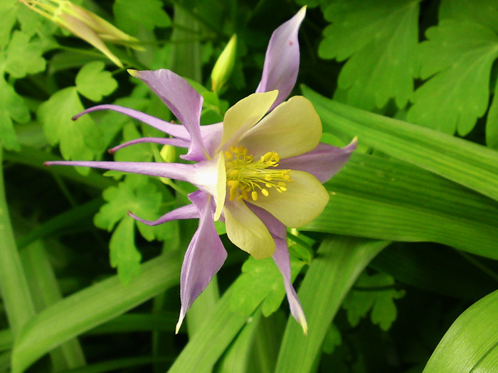 Aquilegia-prima floare - Gradina de la bloc