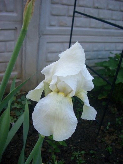 CIMG3543 - gradina 2011