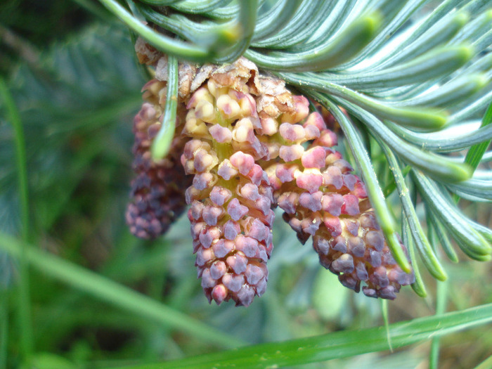 Abies procera Glauca (2011, May 16)