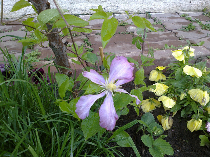 Clematis Star of India - Gradinita