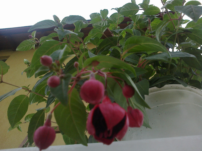 fuchsia - Gradinita