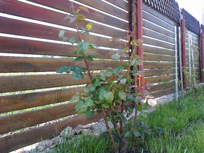 trandafir care nu infloreste niciodata - curtea mea mai 2011