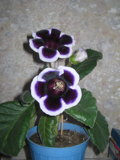 IMG_3954 - Gloxinia 2011-2012-2013