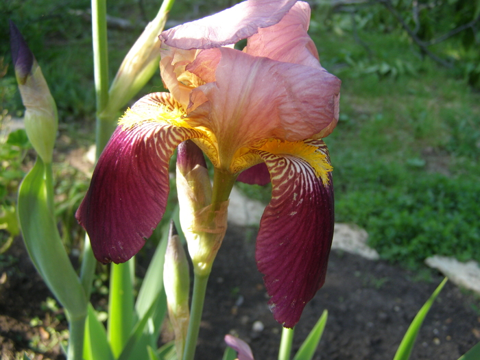 Iris - Gradina 2011