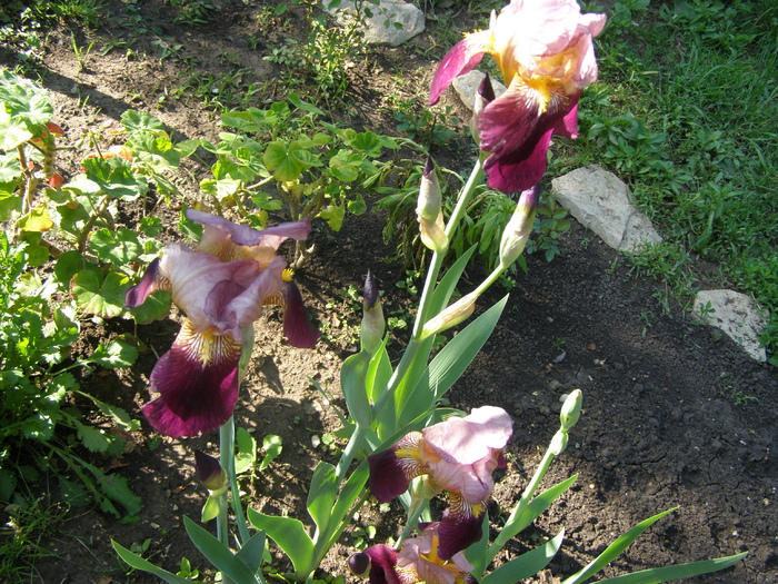 Irisi - Gradina 2011
