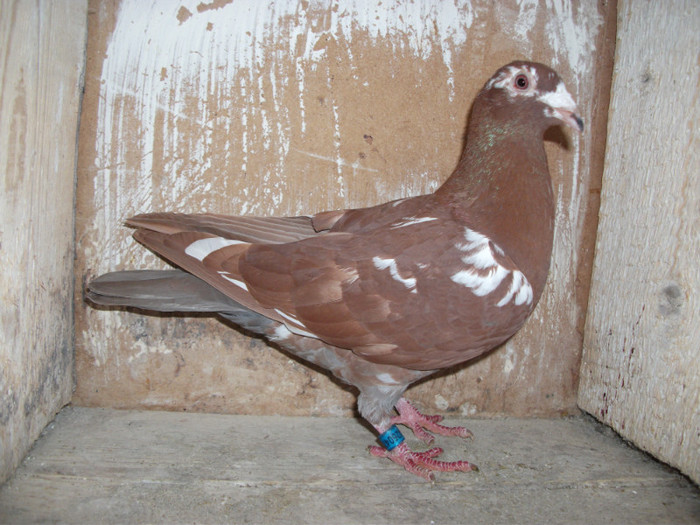 1 - porumbei meulemans