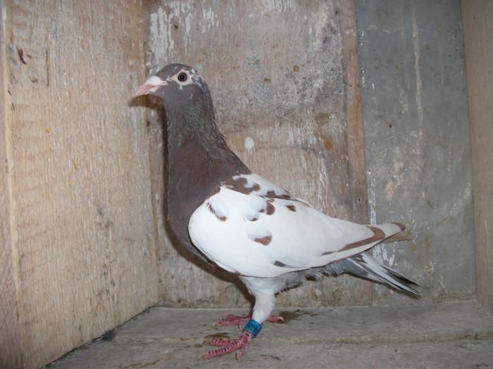 3 - porumbei meulemans