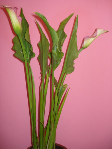 calla rehmanni - cala 2011