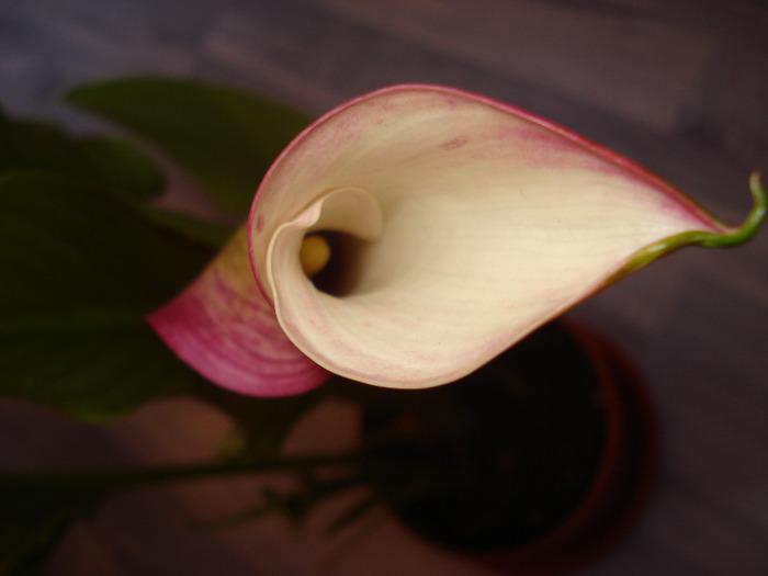 calla rehmanni