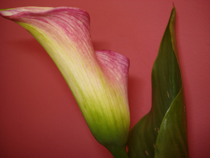 calla rehmanni - cala 2011