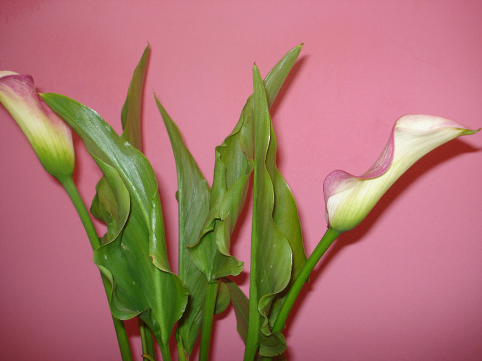 calla rehmanni - cala 2011